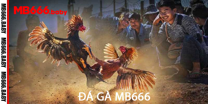 Đá Gà Mb666